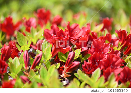 キリシマツツジ（霧島躑躅） 101665540