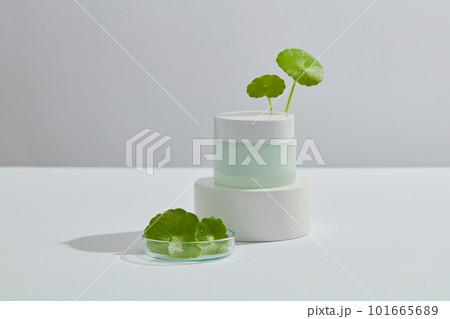 Front view of cream jar without label on podium and gotu kola leaves on petri dish on white background. Mockup scene for cosmetic of gotu kola extract, herbal from natural, beauty and skincare. Front view of cream jar without label on podium and gotu kola leaves on petri dish on white background. Mockup scene for cosmetic of gotu kola extract, herbal from natural, beauty and skincare. 101665689