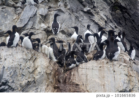 Thick-billed murres were taken nesting place on ledge 3 Thick-billed murres were taken nesting place on ledge 3 101665836