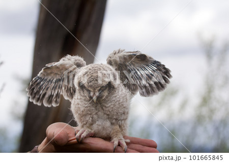 Little fluffy chick owl is located on human hand Little fluffy chick owl is located on human hand 101665845