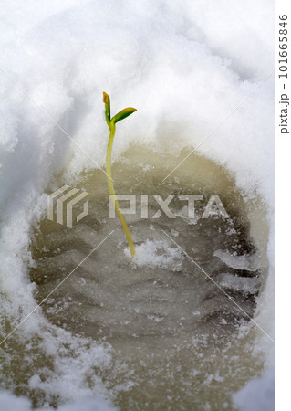 traces of spring 101665846