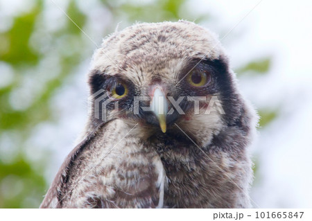 Hawk owl in a mountain forest 101665847