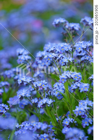 青いワスレナグサの花 6 青いワスレナグサの花 6 101665906