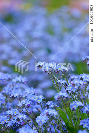 青いワスレナグサの花 4 青いワスレナグサの花 4 101665908