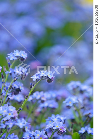 青いワスレナグサの花 3 青いワスレナグサの花 3 101665909