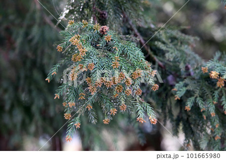 花粉を付けたスギの木 花粉を付けたスギの木 101665980