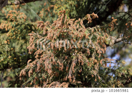 花粉を付けたスギの木 花粉を付けたスギの木 101665981
