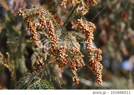 花粉を付けたスギの木 101666011