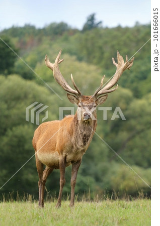 Majestic red deer buck during rut Majestic red deer buck during rut 101666015
