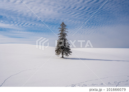 北海道 美瑛 上富良野 カラマツ 並木 冬 雪 クリスマスツリー ジェットコースター路 並木 北海道 美瑛 上富良野 カラマツ 並木 冬 雪 クリスマスツリー ジェットコースター路 並木 101666079