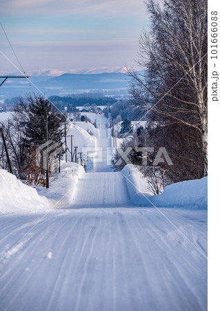 北海道　美瑛　上富良野　カラマツ　並木　冬　雪　クリスマスツリー　ジェットコースター路　並木 101666088