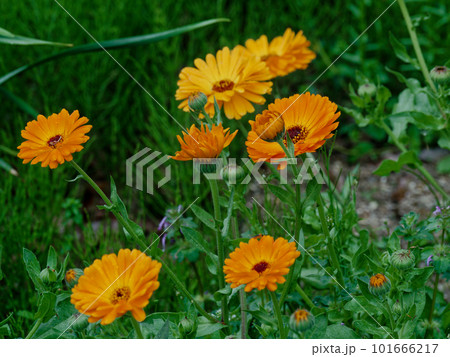 キンセンカのオレンジ色の花 キンセンカのオレンジ色の花 101666217
