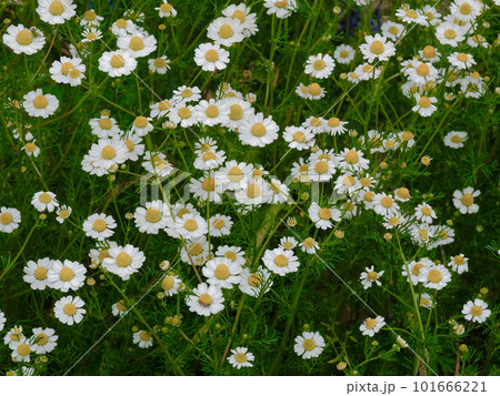 キク科マーガレットの花 キク科マーガレットの花 101666221