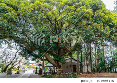【神奈川県】大和市にある下鶴間諏訪神社境内の御神木 101666310