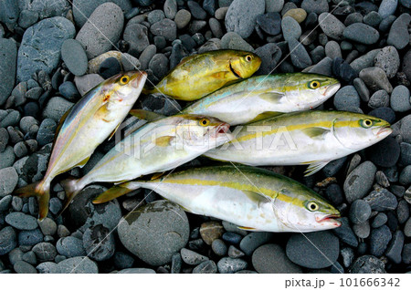 ルアーでワカシとカンパチをゲット ルアーでワカシとカンパチをゲット 101666342