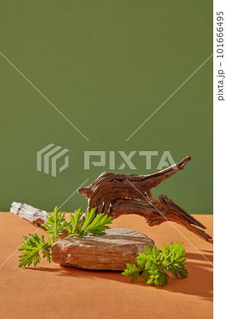 An empty stone decorated with tree branch and few Mugwort. Mugwort (Artemisia vulgaris) beautifies women in many different ways An empty stone decorated with tree branch and few Mugwort. Mugwort (Artemisia vulgaris) beautifies women in many different ways 101666495