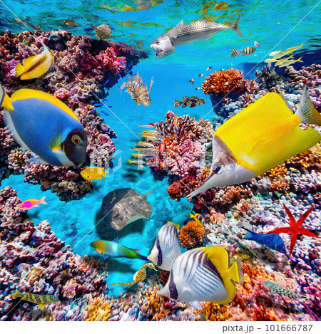 Magnificent underwater world of the tropical ocean. Magnificent underwater world of the tropical ocean. 101666787
