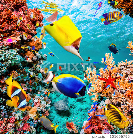 Magnificent underwater world of the tropical ocean. Magnificent underwater world of the tropical ocean. 101666796