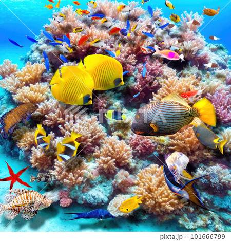 Magnificent underwater world of the tropical ocean. Magnificent underwater world of the tropical ocean. 101666799