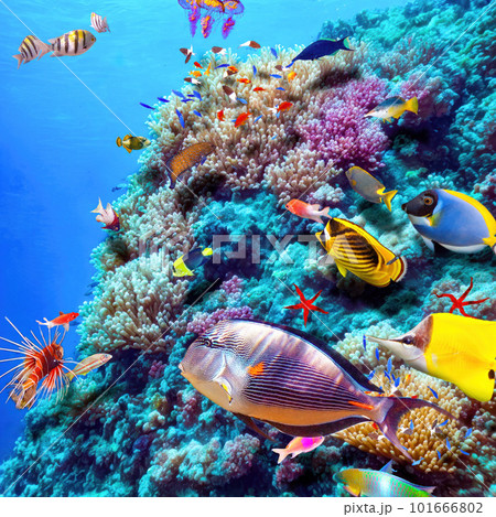 Magnificent underwater world of the tropical ocean. 101666802