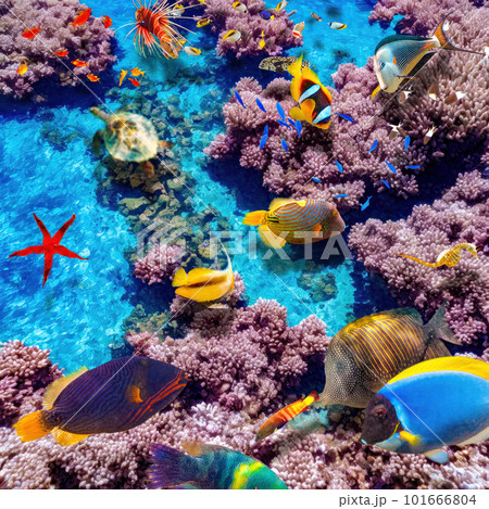 Magnificent underwater world of the tropical ocean. Magnificent underwater world of the tropical ocean. 101666804