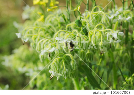 ボリジの花に来たヒゲナガハナバチのオス ボリジの花に来たヒゲナガハナバチのオス 101667003