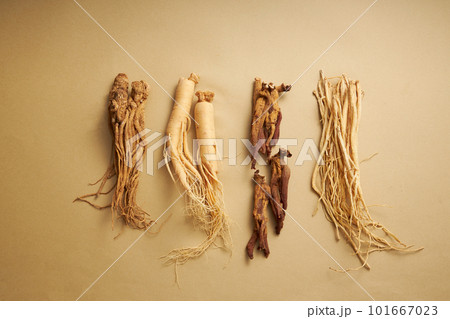 Scenes of 4 different types of ginseng on brown background, in order from left to right are: angelica sinensis, ginseng root, red ginseng root and codonopsis pilosula. Traditional Chinese herbs 101667023