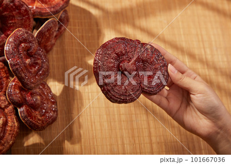 Female hand is holding a reishi mushroom on brown mosaic background. Ganoderma lucidum is a rare herb, commonly found in Asia, especially China and Korea 101667036