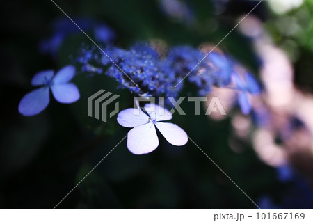 青いガクアジサイ 101667169