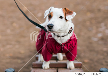 Jack russell terrier dog trainings outdoors in city park zone dog walking area background - pet lifestyle concept Jack russell terrier dog trainings outdoors in city park zone dog walking area background - pet lifestyle concept 101667500
