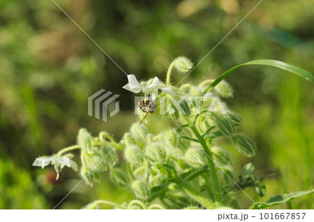 蜜集め中の二ホンミツバチ 蜜集め中の二ホンミツバチ 101667857