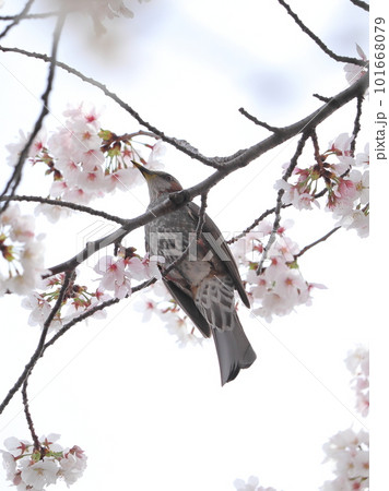 満開の恩田川の桜 満開の恩田川の桜 101668079