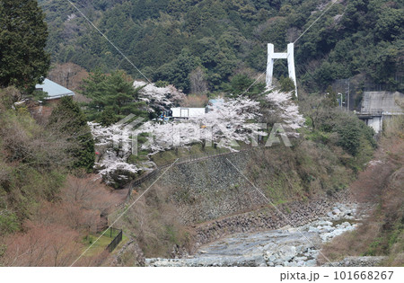春、桜の季節の「道の駅マイントピア別子」と別子ライン 春、桜の季節の「道の駅マイントピア別子」と別子ライン 101668267