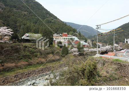 移築された住友の迎賓館泉寿亭特別室棟が見える、桜満開のマイントピア別子 101668350