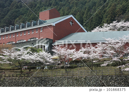 桜満開、春のマイントピア別子 桜満開、春のマイントピア別子 101668375