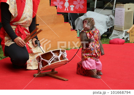 日本の伝統芸猿回し 日本の伝統芸猿回し 101668794