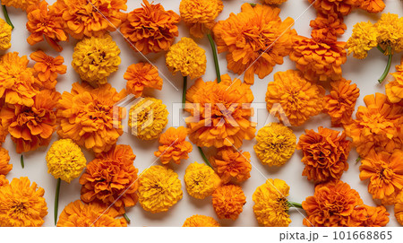 AI generated Orange marigold flowers on orange background. Top view. Flat lay 101668865