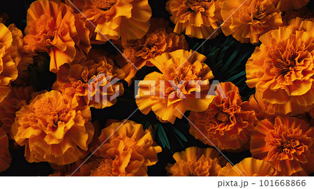 AI generated Orange marigold flowers on orange background. Top view. Flat lay 101668866