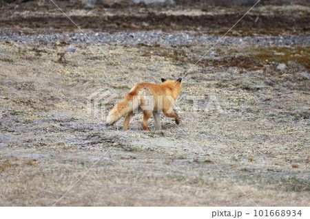 冬毛のキタキツネ　後ろ姿 101668934