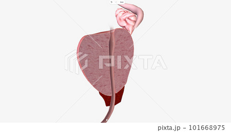 The Prostate, Sagittal Cross Section 101668975