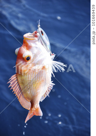 山陰沖のジギングで釣れたキダイ 山陰沖のジギングで釣れたキダイ 101669439