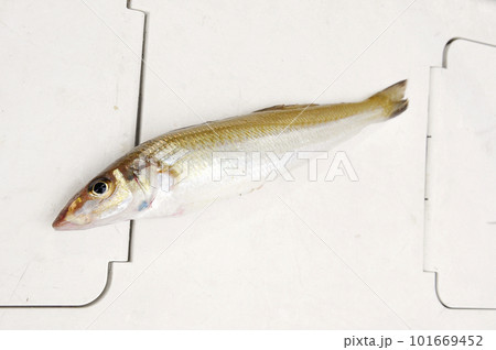 船で釣れたしろぎす 101669452
