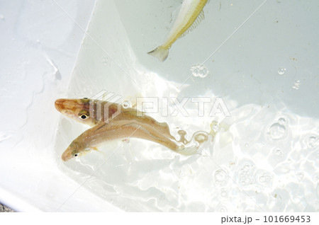 バケツにキープした魚が跳ねている バケツにキープした魚が跳ねている 101669453
