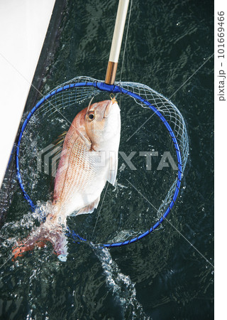 魚を玉網に入れる 魚を玉網に入れる 101669466