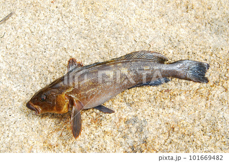 釣りたての鮎魚女 釣りたての鮎魚女 101669482