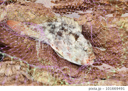 磯で釣れたブダイ 101669491