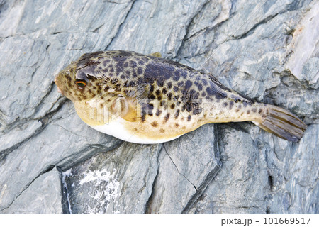 磯で釣れたフグを斜め上から見る 磯で釣れたフグを斜め上から見る 101669517