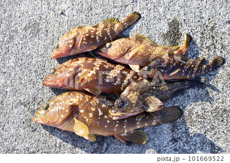 波止で釣れたアコウとカサゴ 101669522