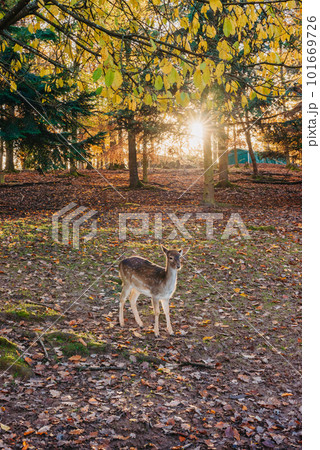 Young wild deer, standing in the forest, morning light. deer in the forest. rays of the sun. sunset Young wild deer, standing in the forest, morning light. deer in the forest. rays of the sun. sunset 101669726