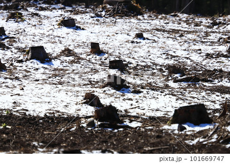 伐採された山林に残る切り株 伐採された山林に残る切り株 101669747